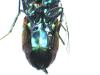 Chrysis inaequalis